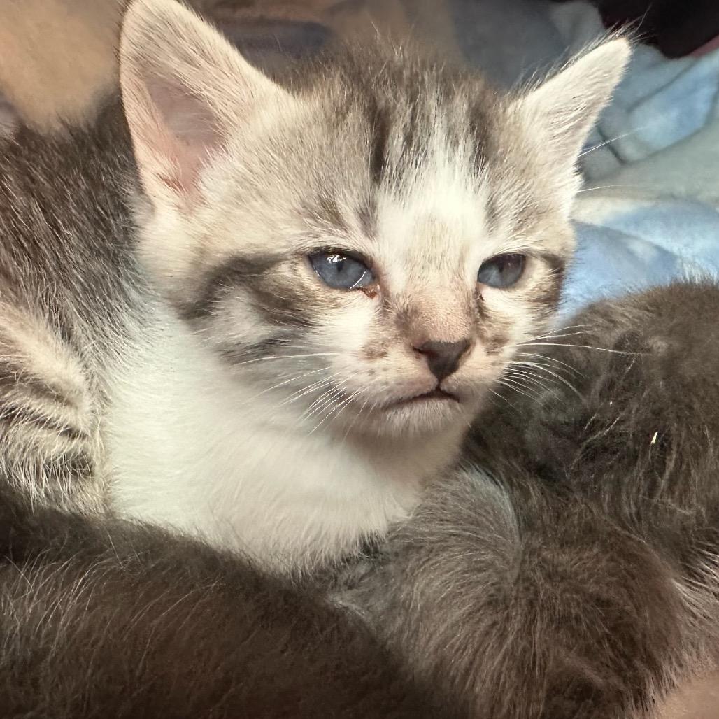 Enlarge Tia, a Adoptable Domestic Short Hair in Simi Valley, CA image 2/2