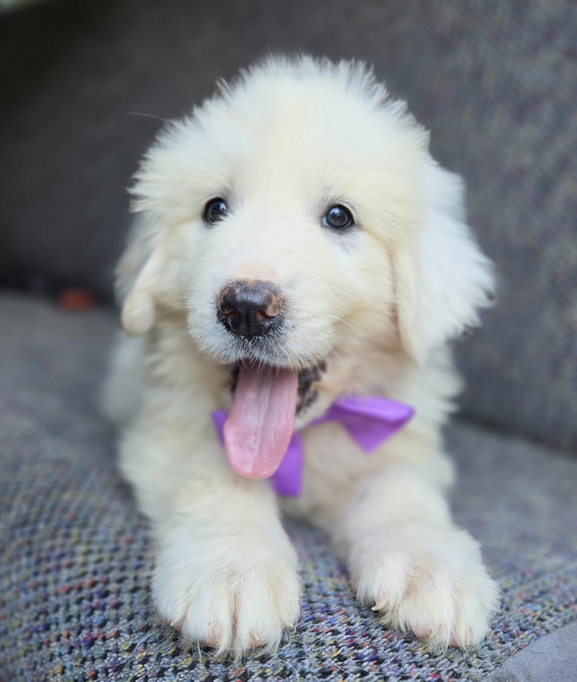 Enlarge Sage, a Adoptable Great Pyrenees in Jacksonville, FL image 5/6