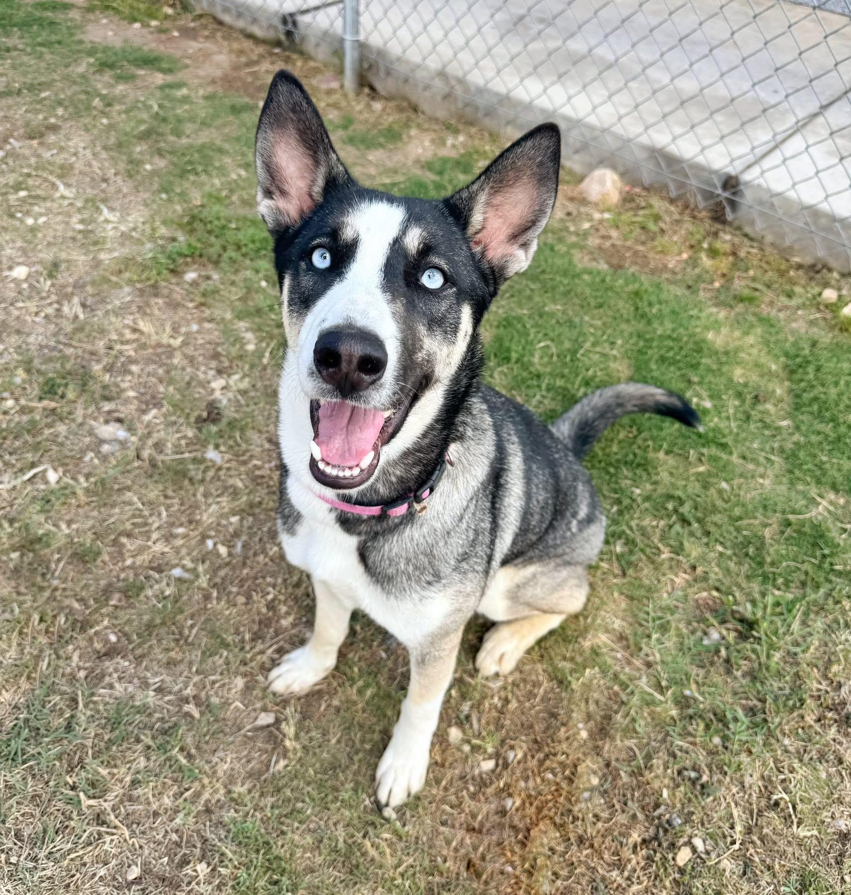 Enlarge Vivi, a ADOPTABLE mixed breed in Converse, TX image 1/2
