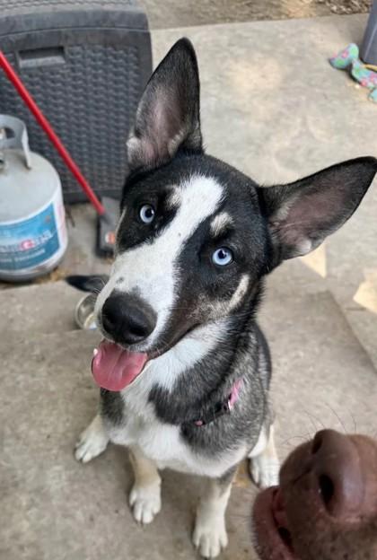 Enlarge Vivi, a ADOPTABLE mixed breed in Converse, TX image 2/2