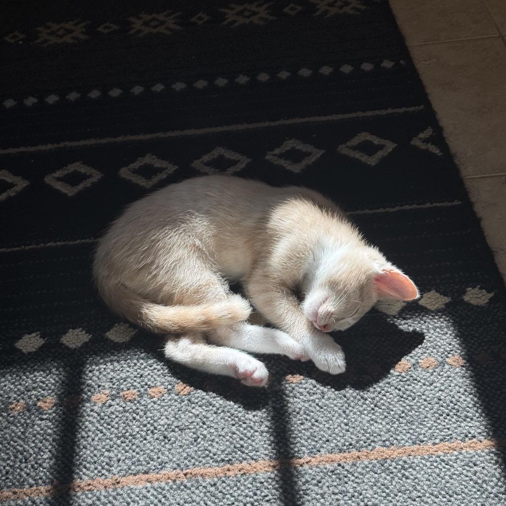 Gilligan, a Adoptable Domestic Short Hair in Talent, OR image 1/4