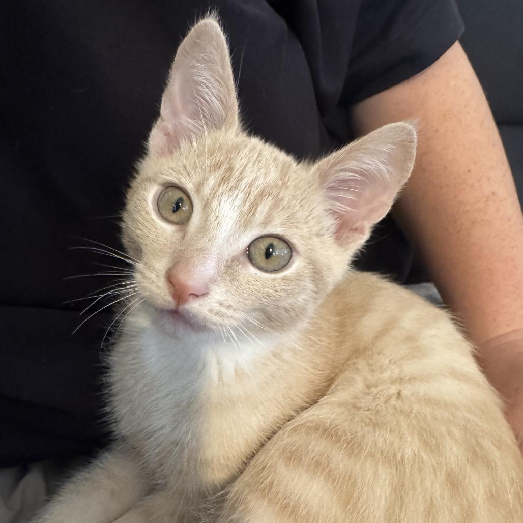 Gilligan, a Adoptable Domestic Short Hair in Talent, OR image 2/4