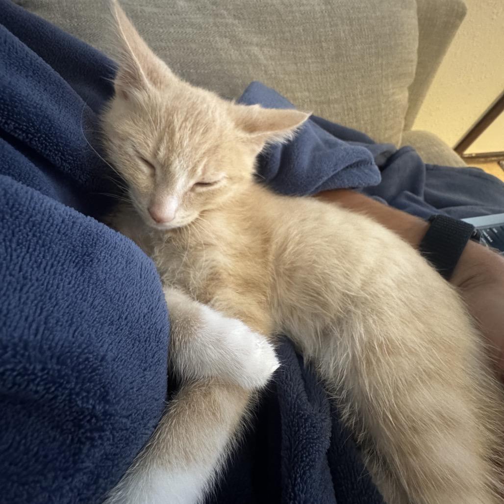 Gilligan, a Adoptable Domestic Short Hair in Talent, OR image 4/4