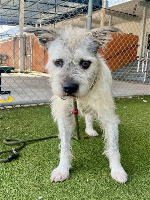 Enlarge KARL, a Adoptable mixed breed in Miami, FL image 1/1