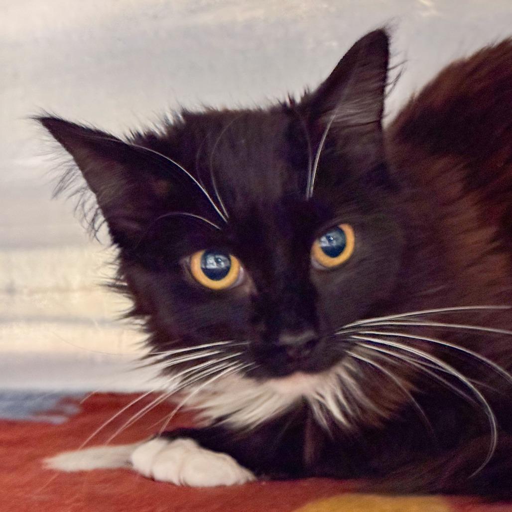 Alex, Adoptable, Adult Female Domestic Long Hair.
