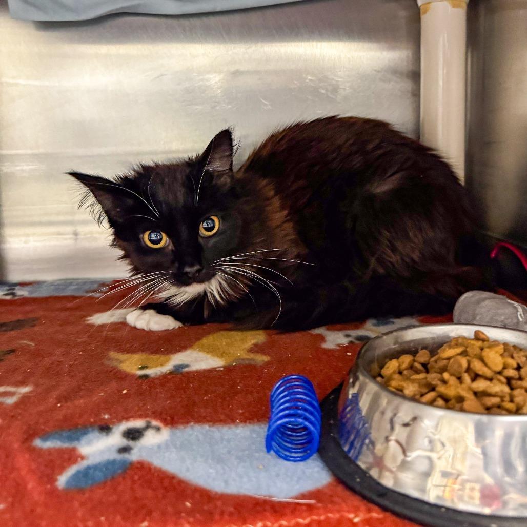 Alex, a Adoptable Domestic Long Hair in Kennebunk, ME image 2/5