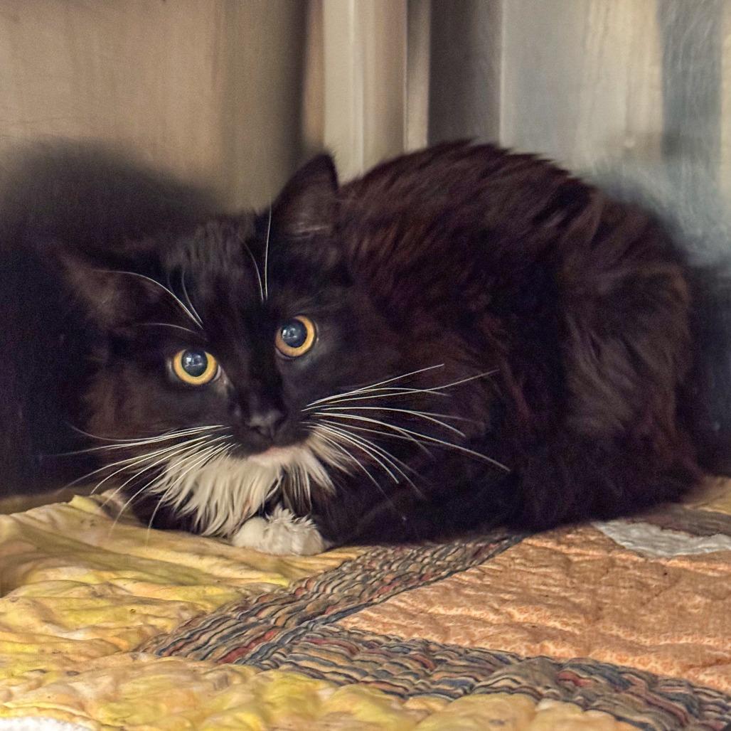 Alex, a Adoptable Domestic Long Hair in Kennebunk, ME image 3/5