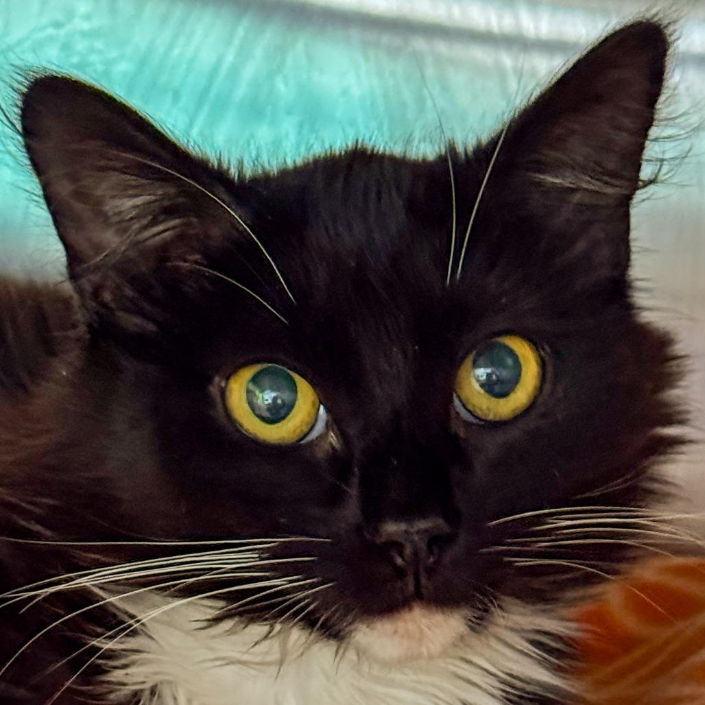 Alex, a Adoptable Domestic Long Hair in Kennebunk, ME image 4/5
