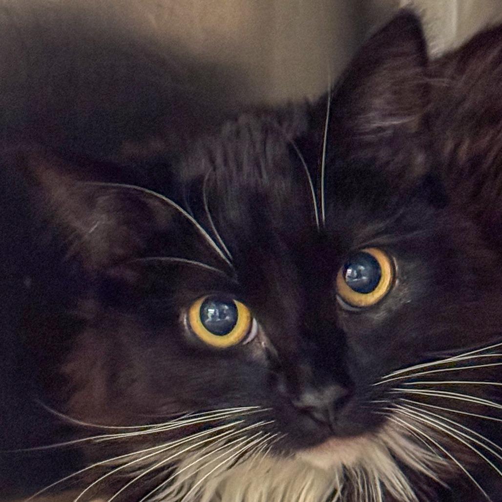 Alex, a Adoptable Domestic Long Hair in Kennebunk, ME image 5/5