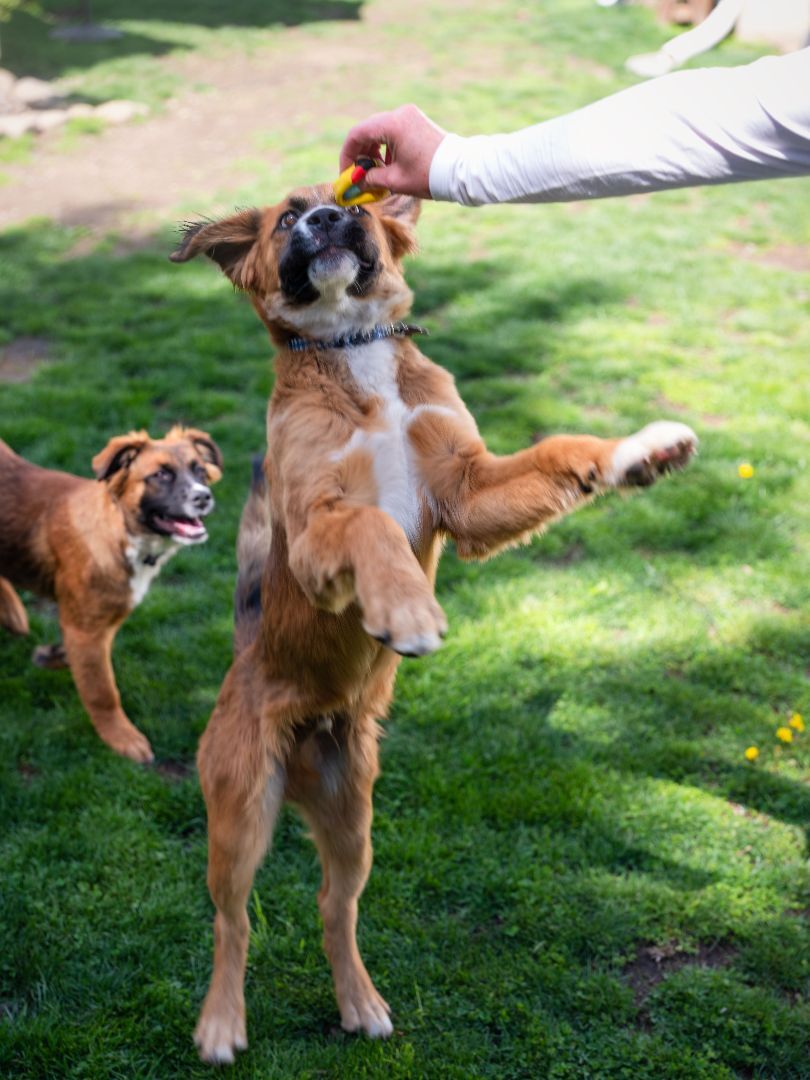 Enlarge Roscoe, a Adopted mixed breed in Phillipsburg, NJ image 1/4