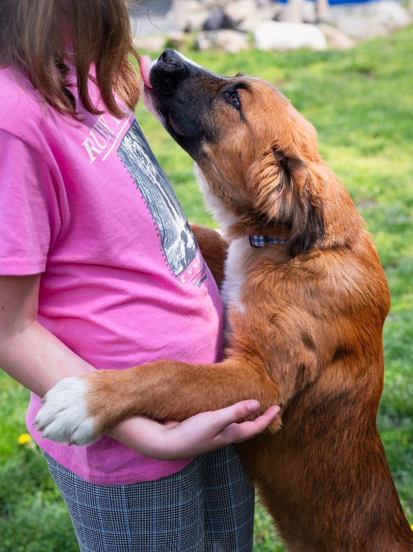 Enlarge Roscoe, a Adopted mixed breed in Phillipsburg, NJ image 3/4
