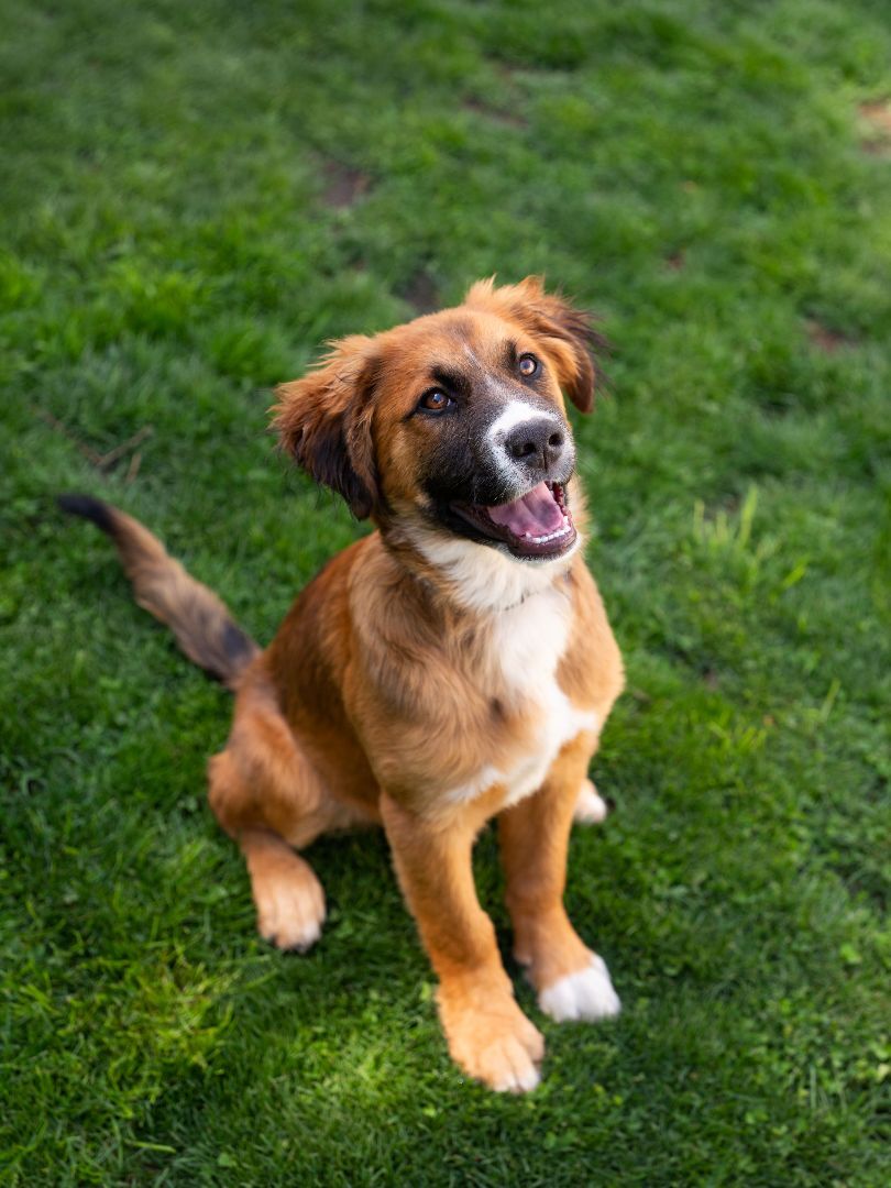 Enlarge Roscoe, a Adopted mixed breed in Phillipsburg, NJ image 4/4