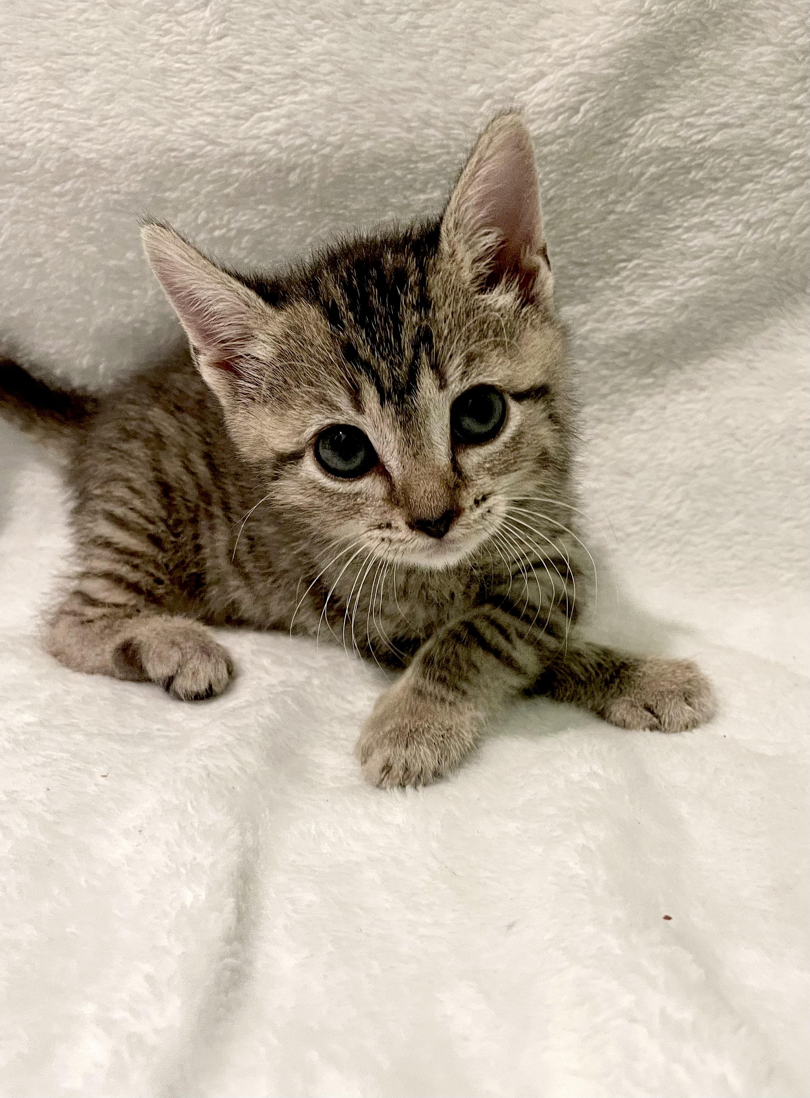Enlarge Magnolia, an adoptable Domestic Short Hair in Greensboro, NC image 2/2