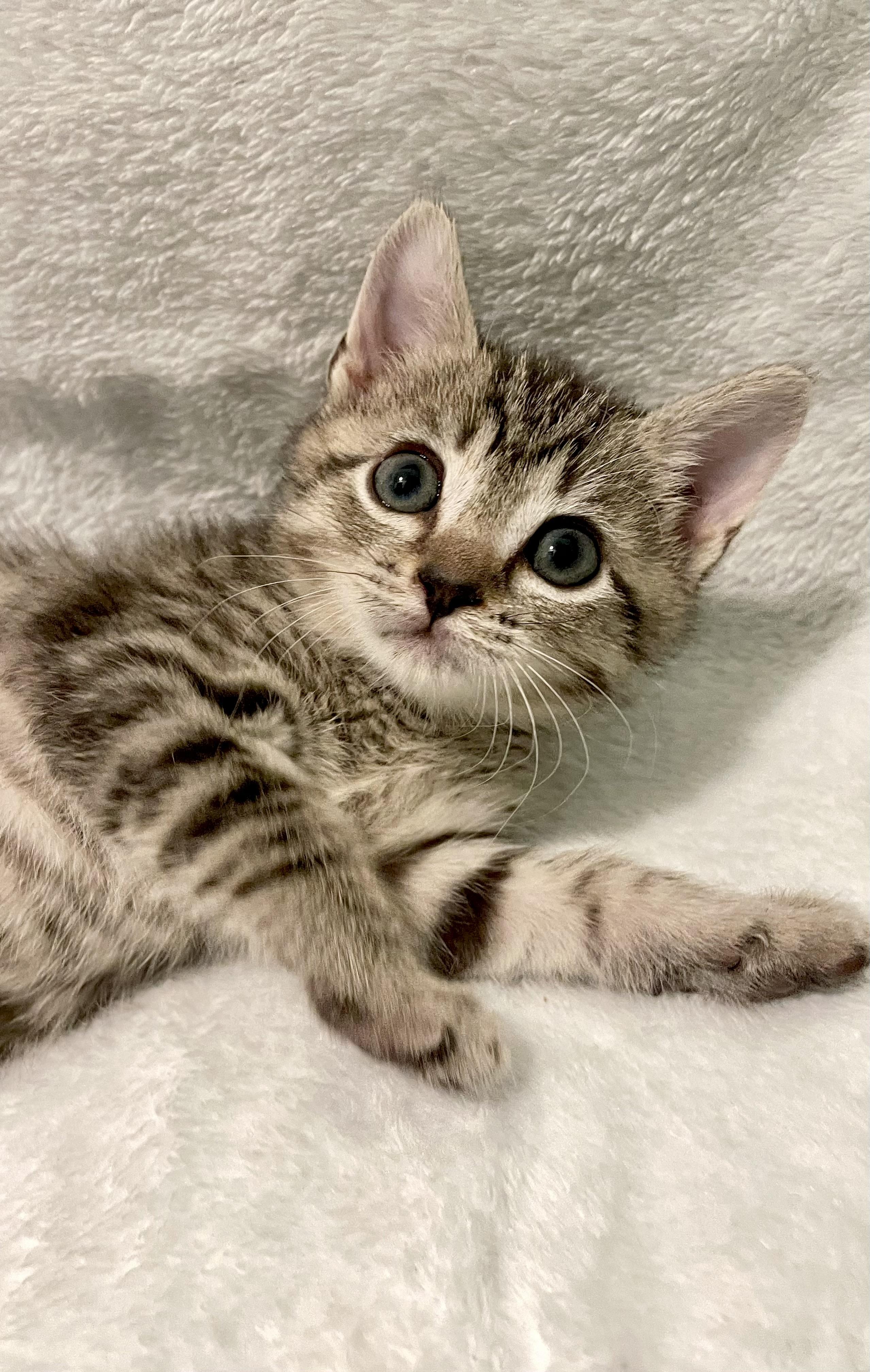 Magnolia, adoptable, Kitten Female Domestic Short Hair.