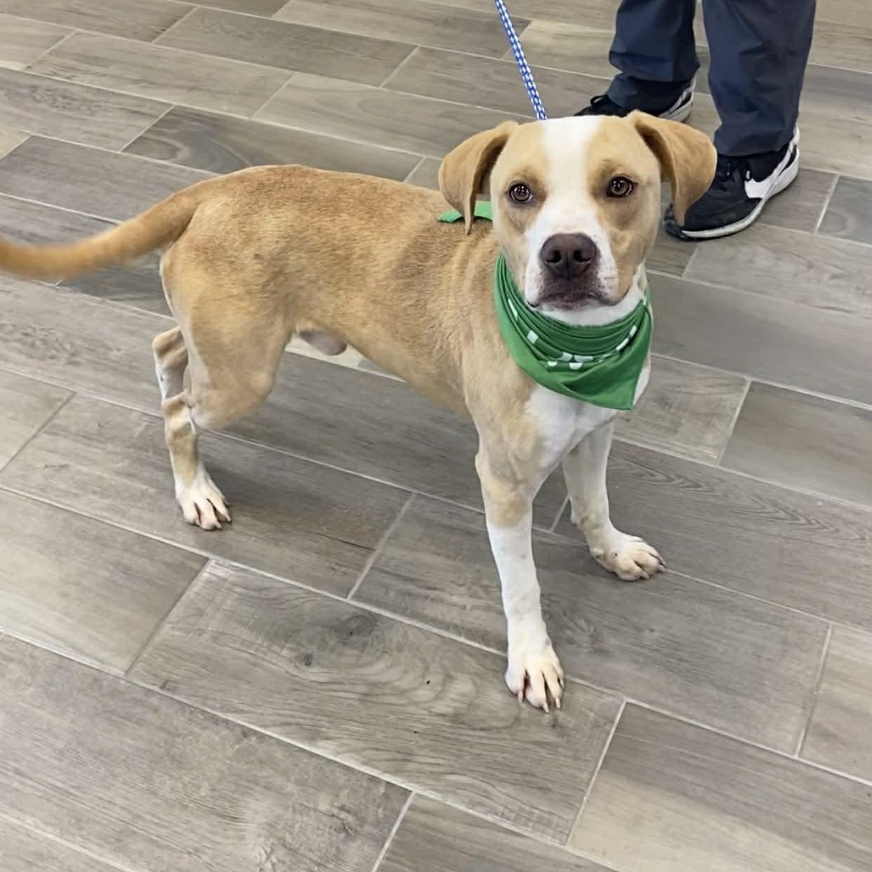 Hobo, ADOPTABLE, Adult Male American Bulldog.