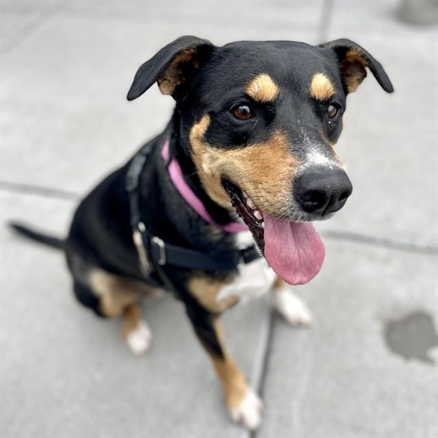 MAYA, Adoptable, Adult Female Doberman Pinscher & Mixed Breed.
