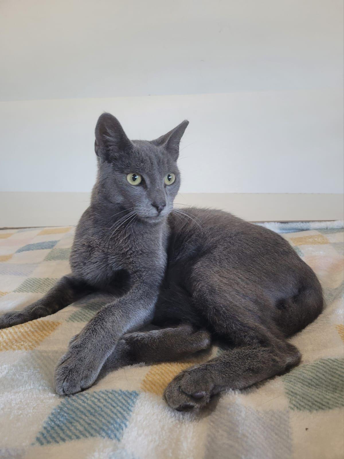 Enlarge Matthew, an adoptable mixed breed in Somerville, MA image 2/6