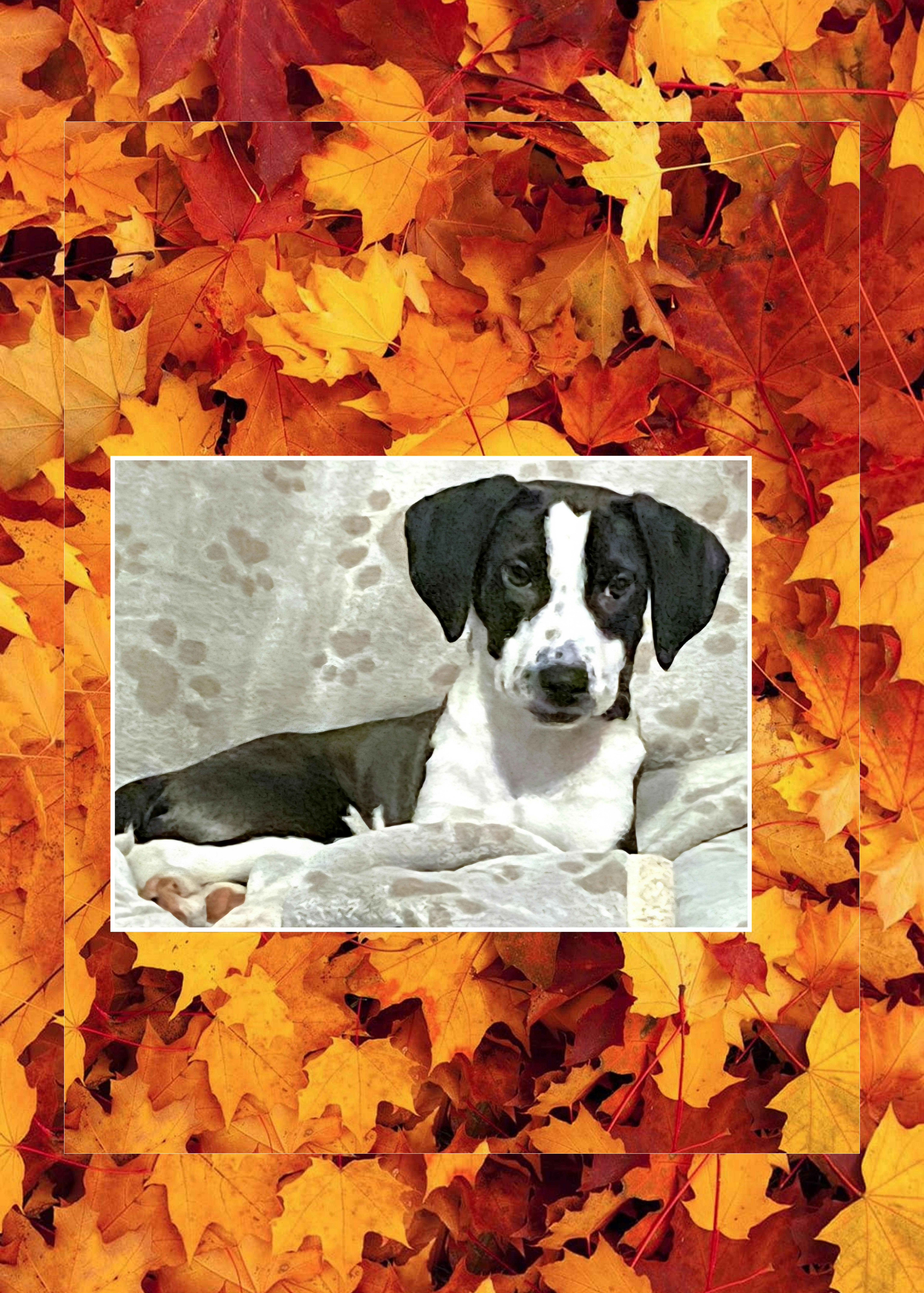 Lilo, Adoptable, Puppy Female Black Labrador Retriever & Spaniel.