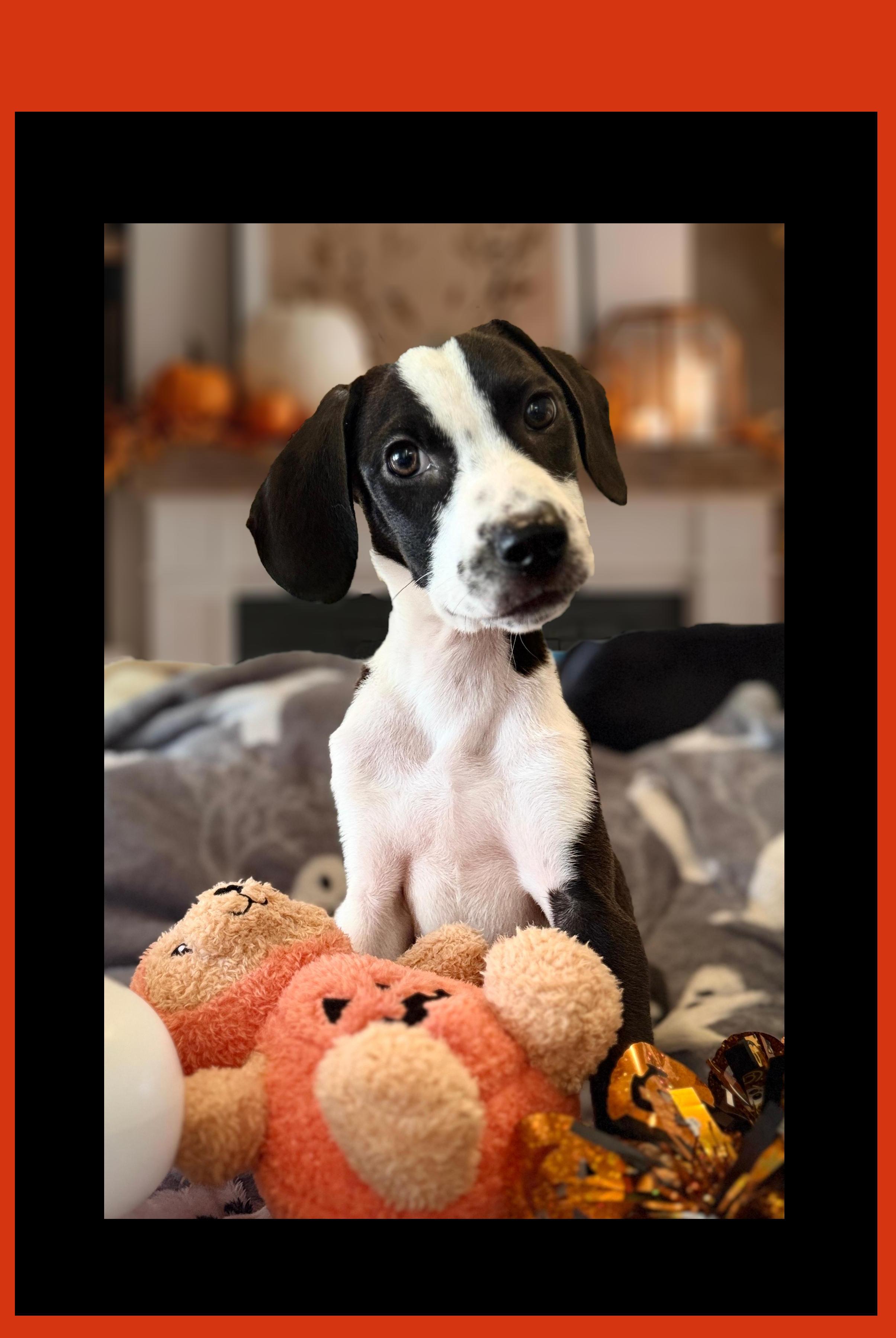Enlarge Little Lilo, a Adoptable mixed breed in Lake Geneva, WI image 3/5