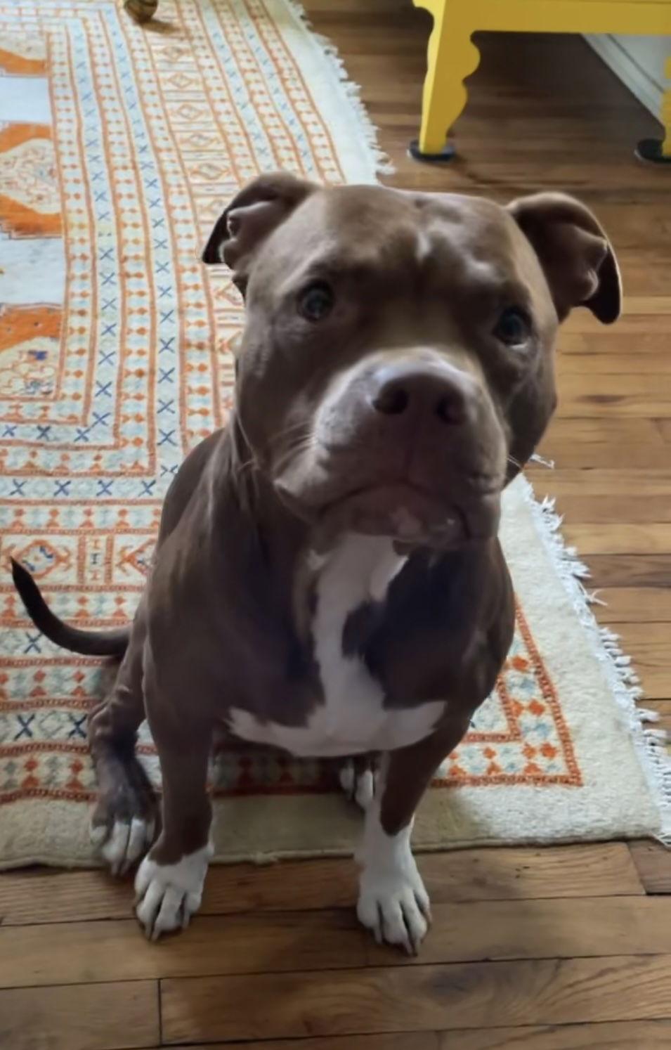 Baby Girl (on home trial), Adopted, Adult Female Pit Bull Terrier.