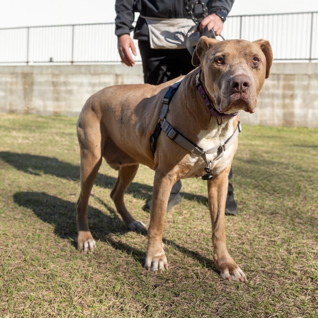 Enlarge Bruce, a Adoptable Mixed Breed in Jacksonville, FL image 1/1