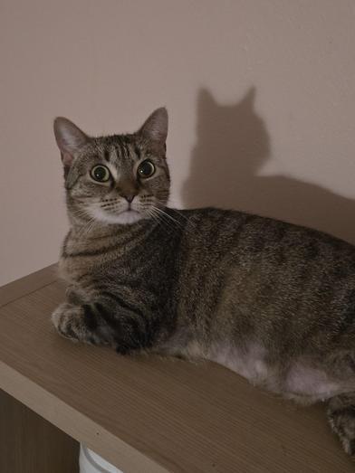 Tiki — thumbnail 3