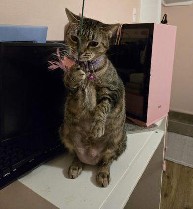 Tiki — thumbnail 6