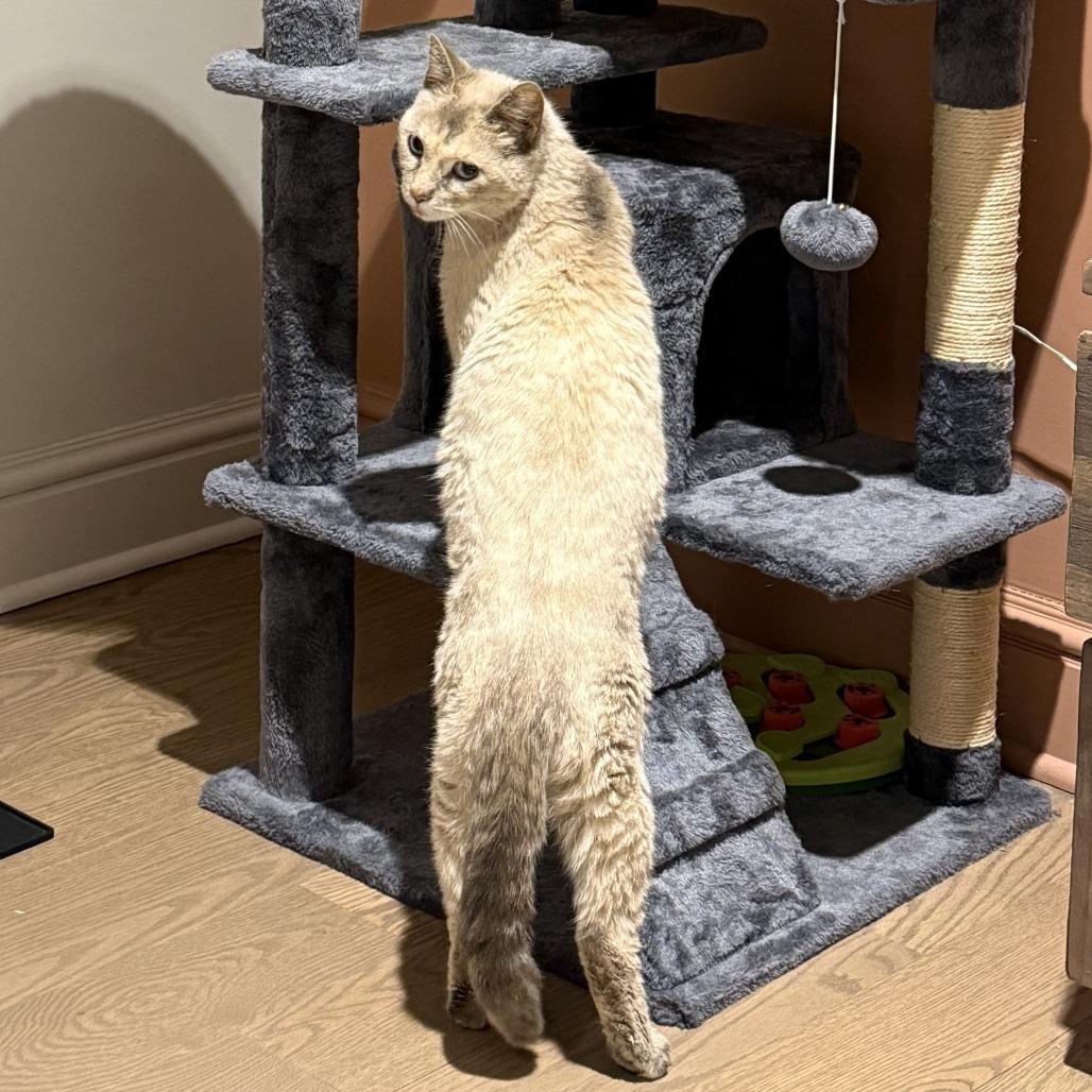 Lucero, a Adoptable Domestic Short Hair in Brooklyn, NY image 1/2