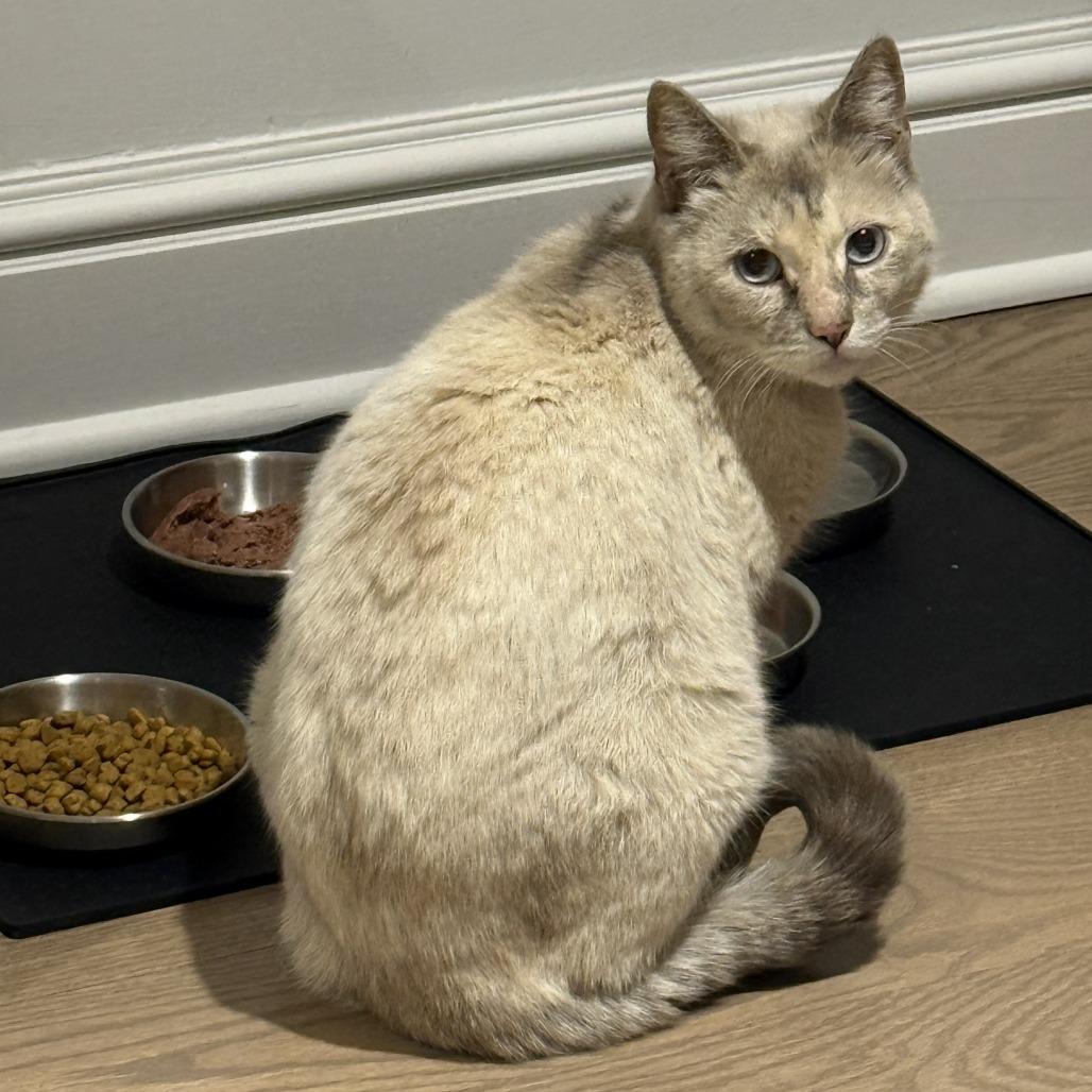 Lucero, a Adoptable Domestic Short Hair in Brooklyn, NY image 2/2