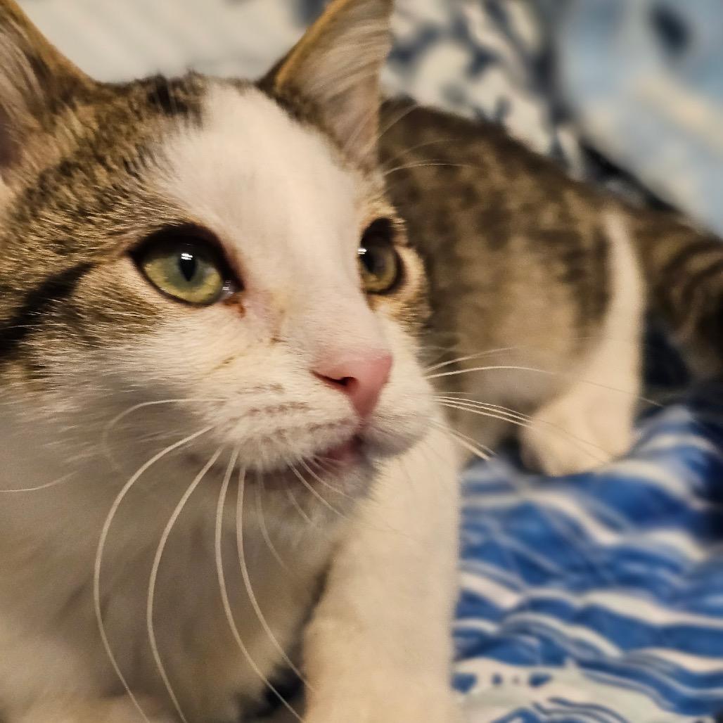 Enlarge Gabbie, a Adoptable Domestic Short Hair in Chattanooga, TN image 1/6