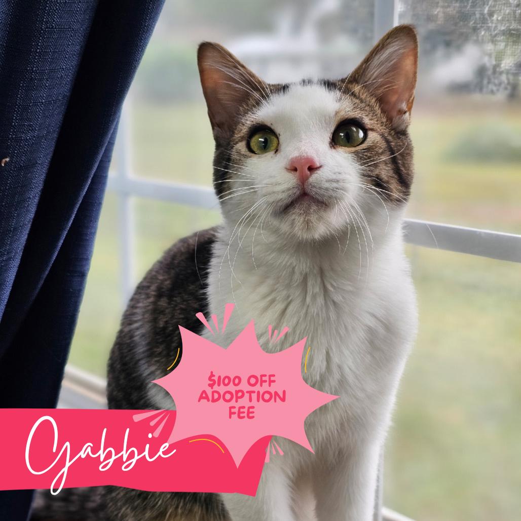 Gabbie, Adoptable, Young Female Domestic Short Hair.
