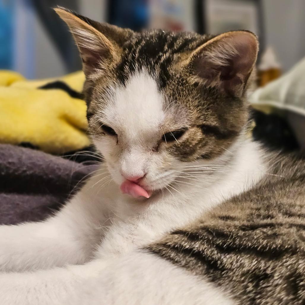 Enlarge Gabbie, a Adoptable Domestic Short Hair in Chattanooga, TN image 3/6