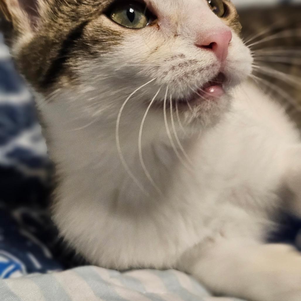 Enlarge Gabbie, a Adoptable Domestic Short Hair in Chattanooga, TN image 4/6