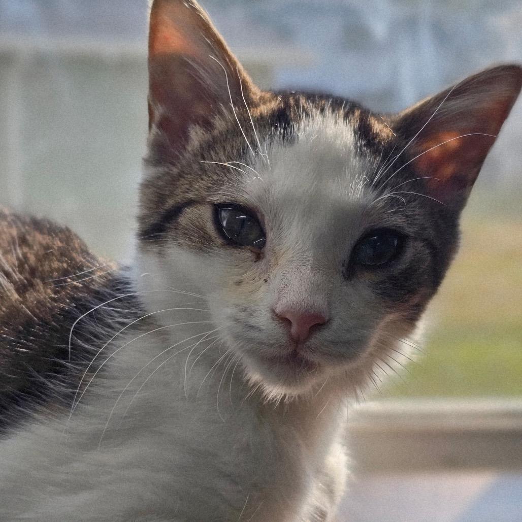 Enlarge Gabbie, a Adoptable Domestic Short Hair in Chattanooga, TN image 6/6