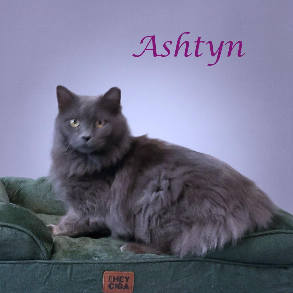Ashtyn C25-352, Adoptable, Adult Female Domestic Medium Hair.