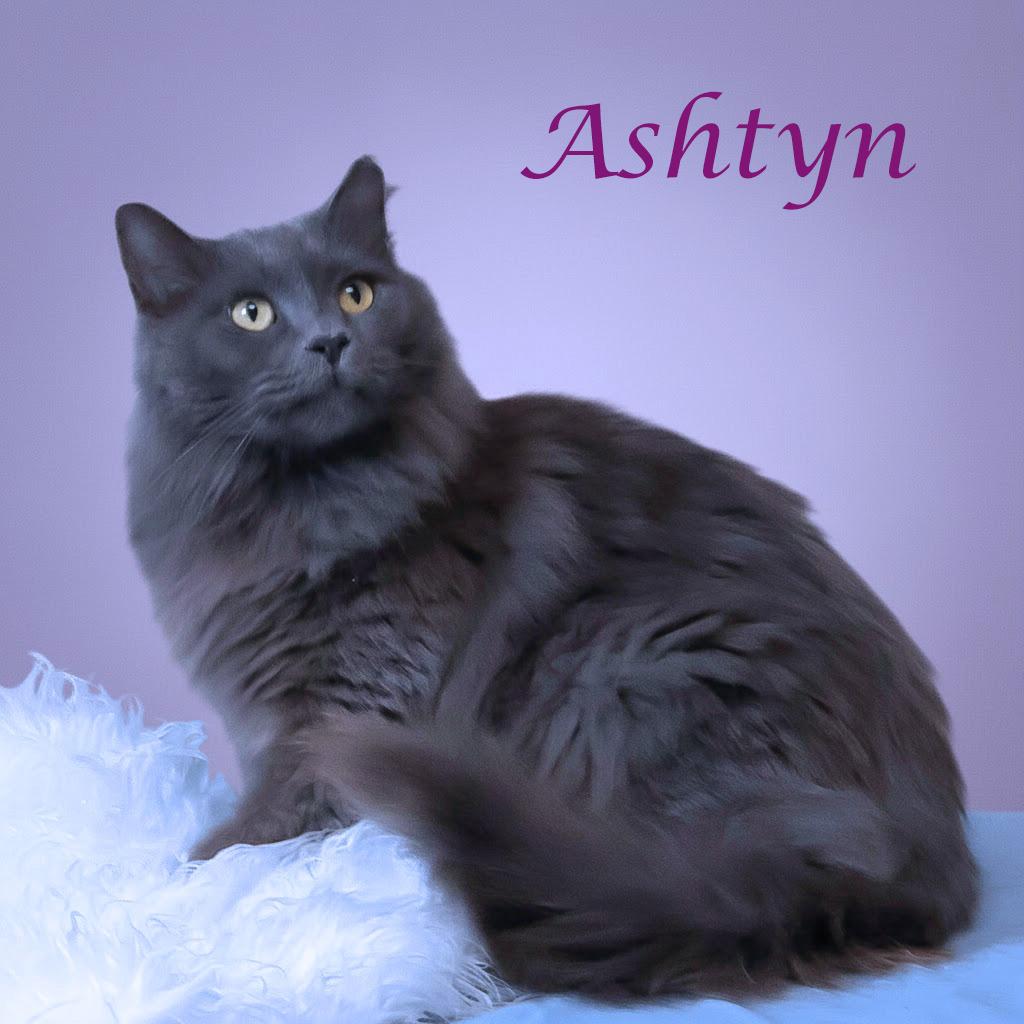 Enlarge Ashtyn C25-352, a Adoptable Domestic Medium Hair in Lebanon, TN image 2/5