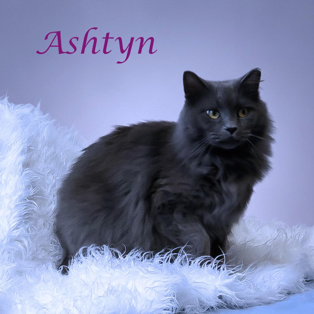 Enlarge Ashtyn C25-352, a Adoptable Domestic Medium Hair in Lebanon, TN image 3/5