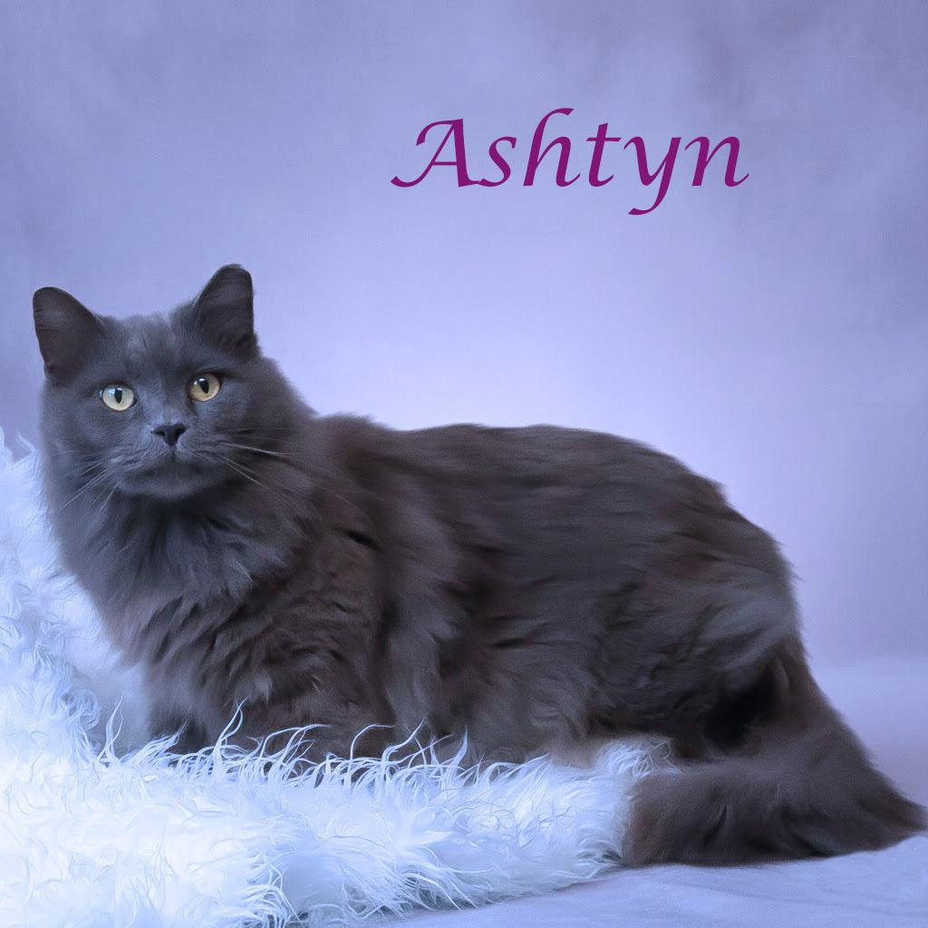 Enlarge Ashtyn C25-352, a Adoptable Domestic Medium Hair in Lebanon, TN image 4/5