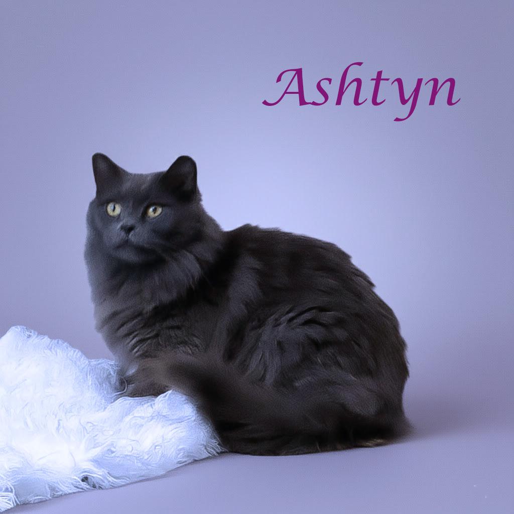 Enlarge Ashtyn C25-352, a Adoptable Domestic Medium Hair in Lebanon, TN image 5/5
