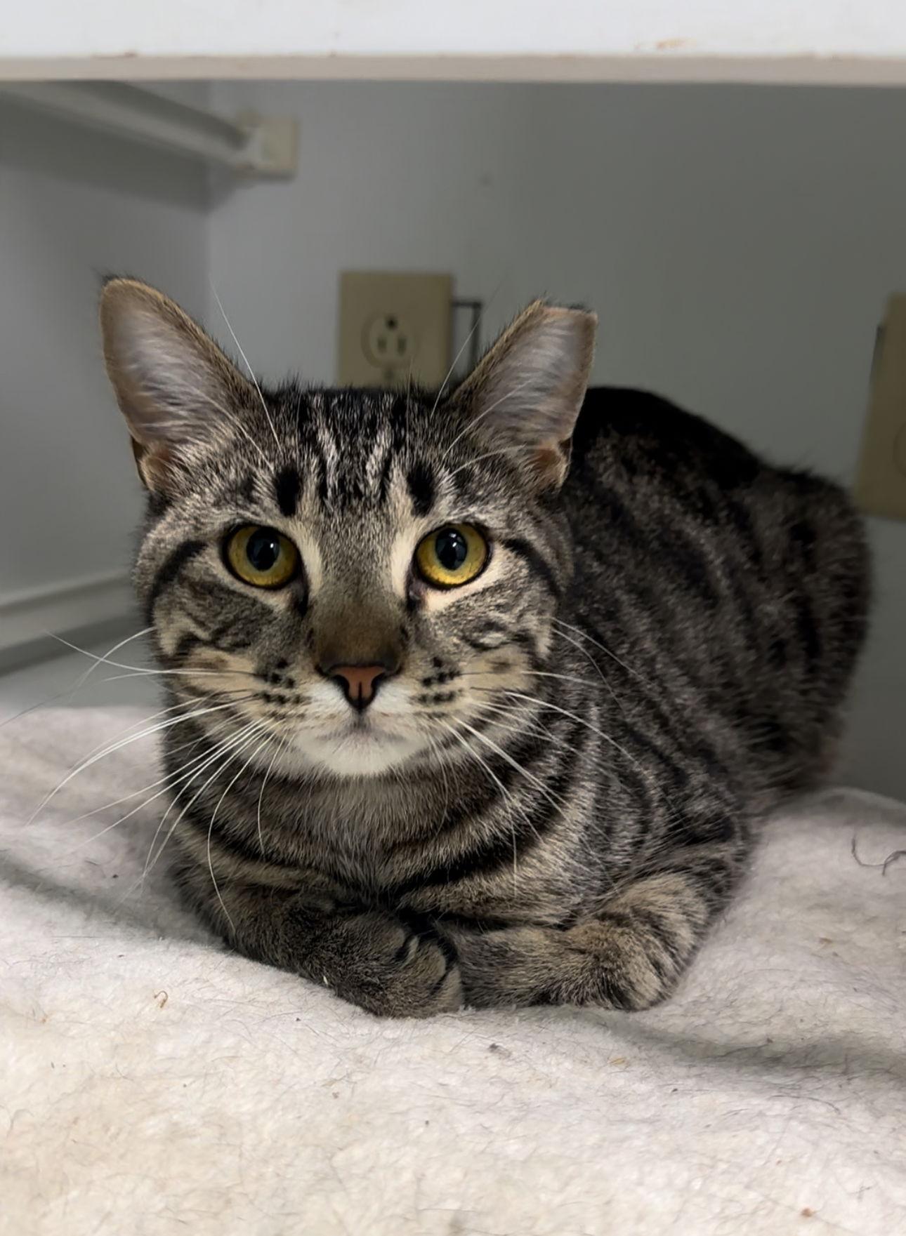 Amos, a Adoptable Domestic Short Hair in Champaign, IL image 1/3