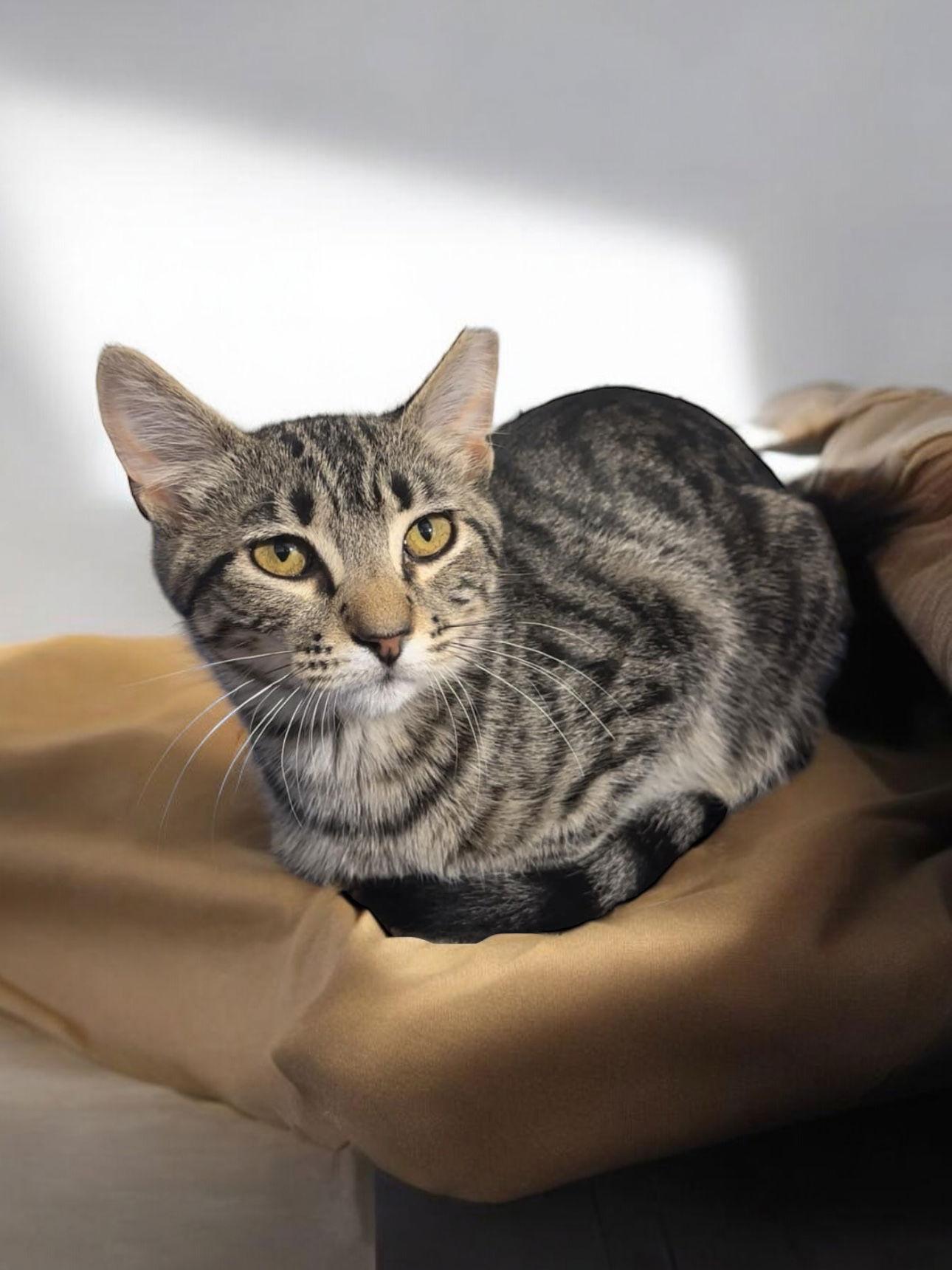 Amos, a Adoptable Domestic Short Hair in Champaign, IL image 2/3