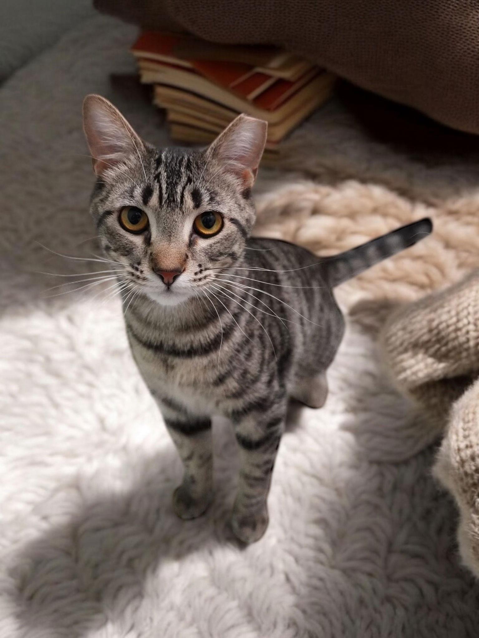 Amos, a Adoptable Domestic Short Hair in Champaign, IL image 3/3