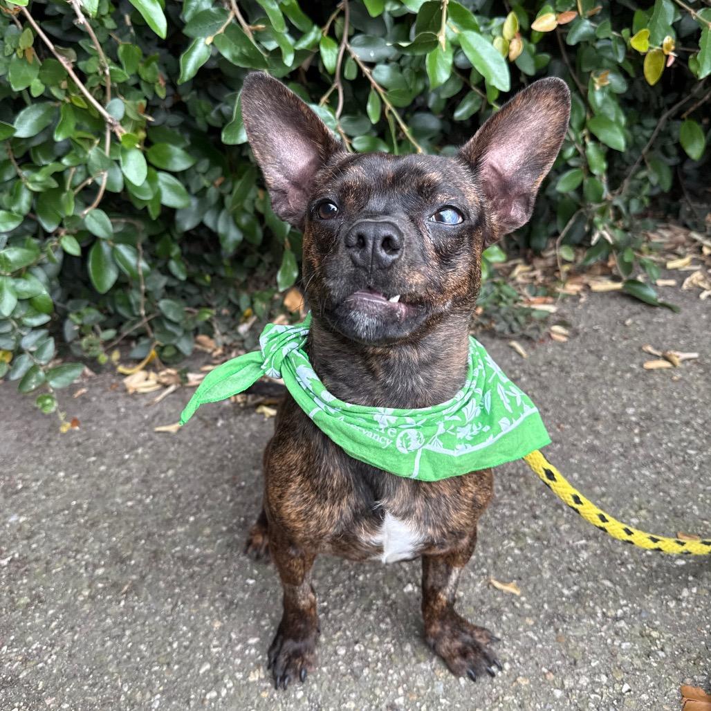 Tadpole, Adoptable, Young Male Terrier & Mixed Breed.