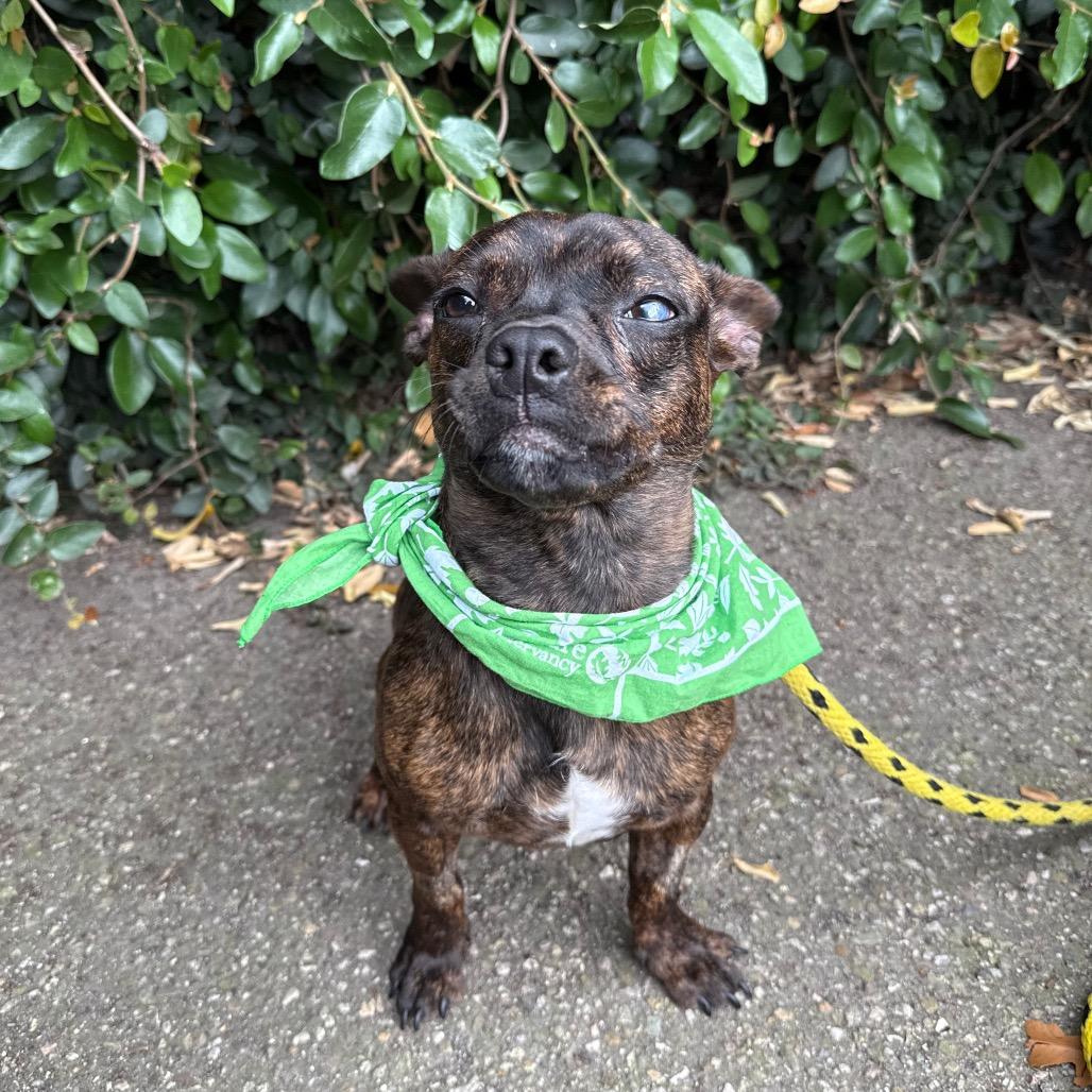 Enlarge Tadpole, a Adoptable mixed breed in Santa Barbara, CA image 2/4
