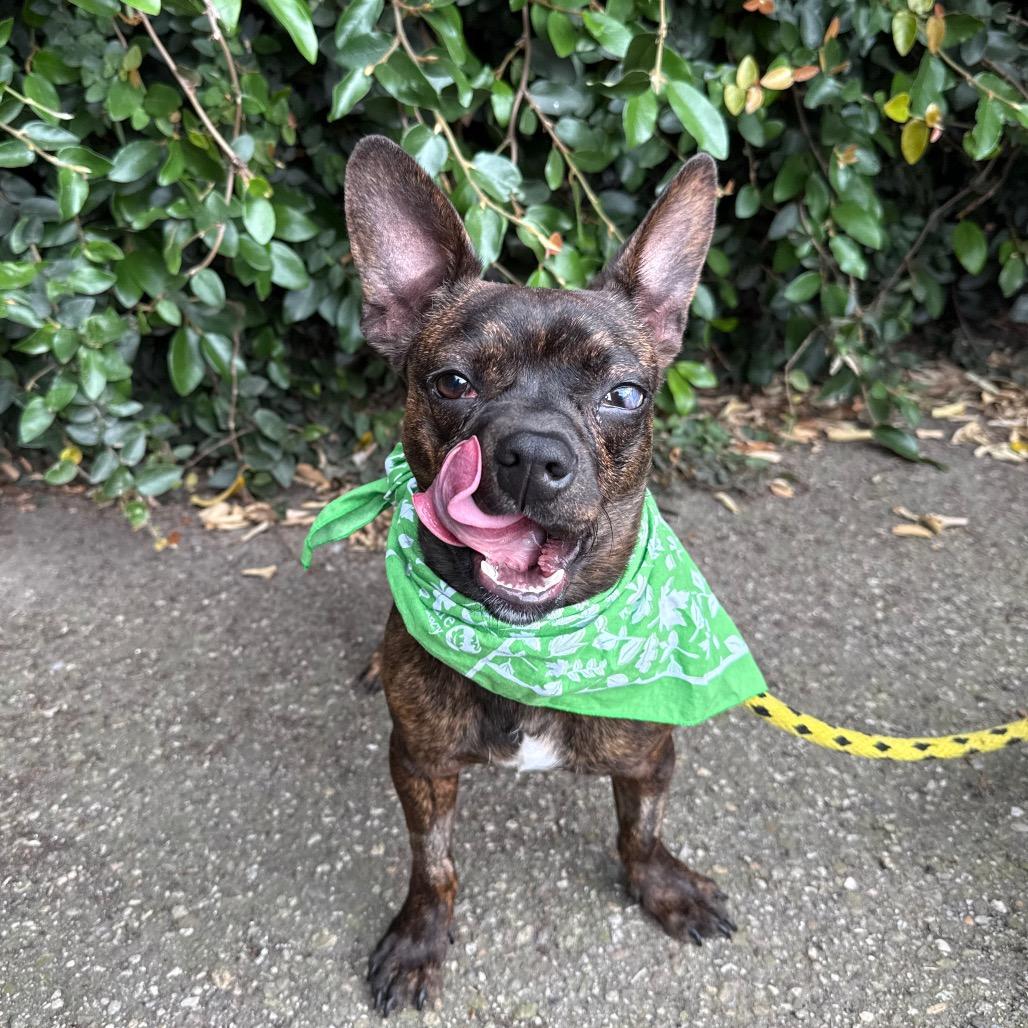 Enlarge Tadpole, a Adoptable mixed breed in Santa Barbara, CA image 3/4