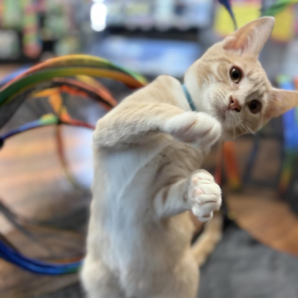 Enlarge Copper, a Adoptable Domestic Short Hair in Ephrata, PA image 3/6