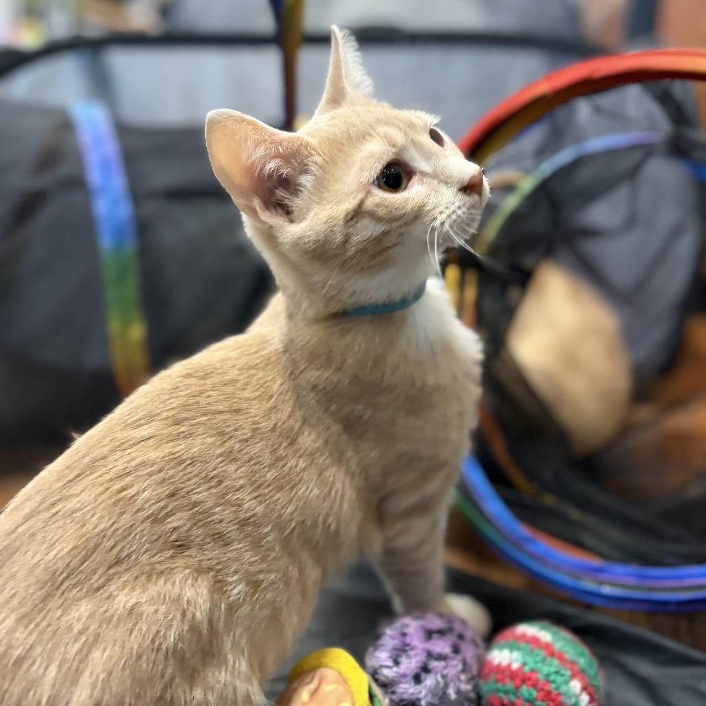 Enlarge Copper, a Adoptable Domestic Short Hair in Ephrata, PA image 4/6