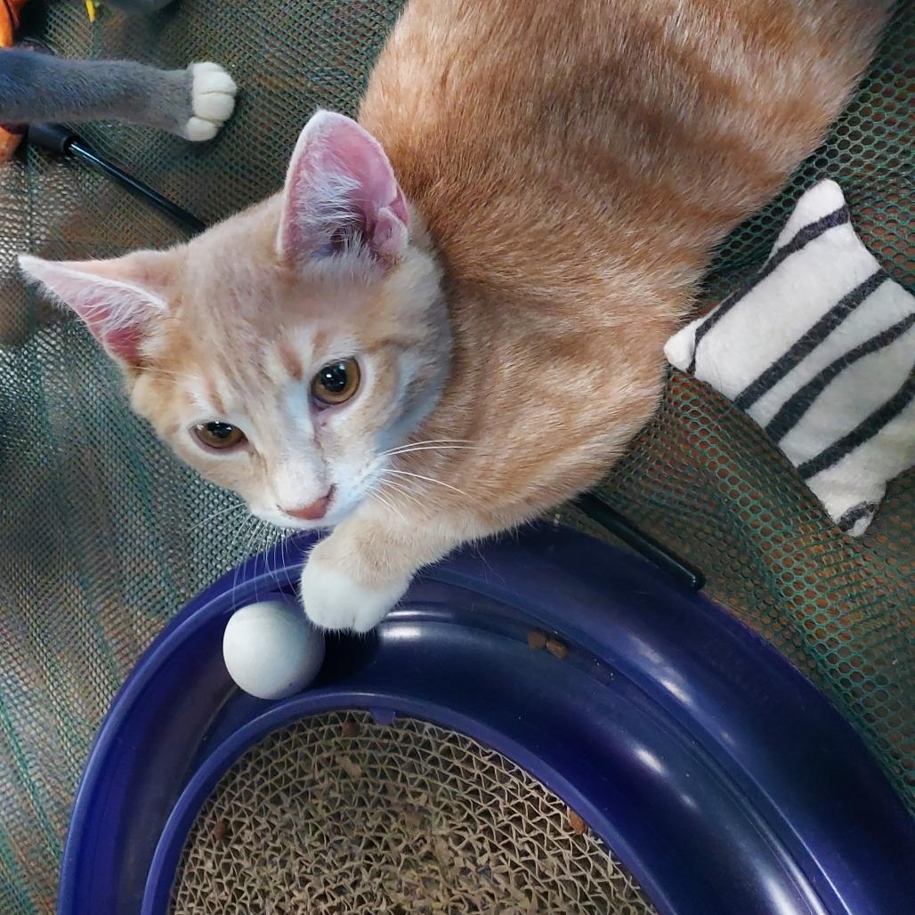 Enlarge Copper, a Adoptable Domestic Short Hair in Ephrata, PA image 5/6