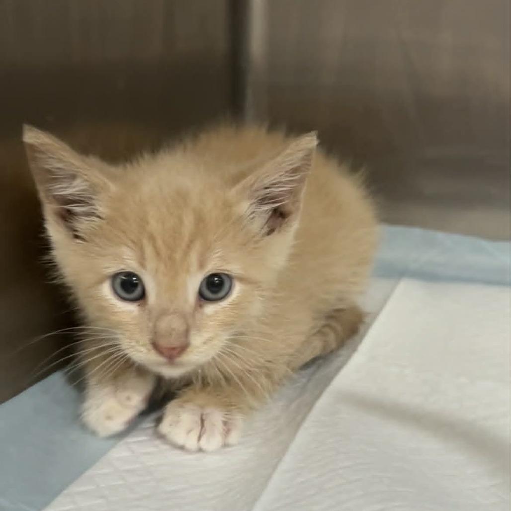 Enlarge Copper, a Adoptable Domestic Short Hair in Ephrata, PA image 6/6
