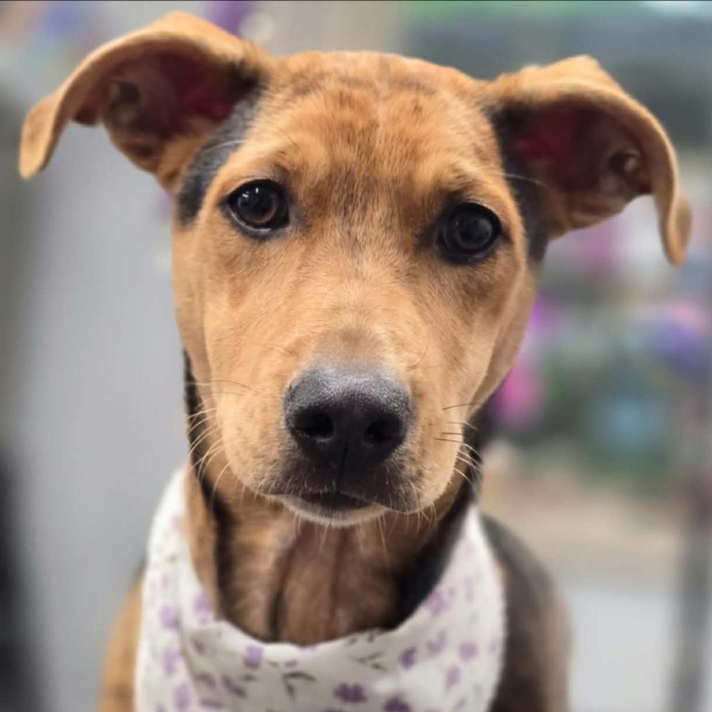Annalise, Adoptable, Puppy Female Mixed Breed.